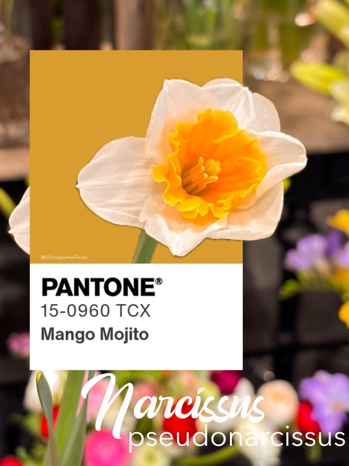 Fleurs de février photo 5